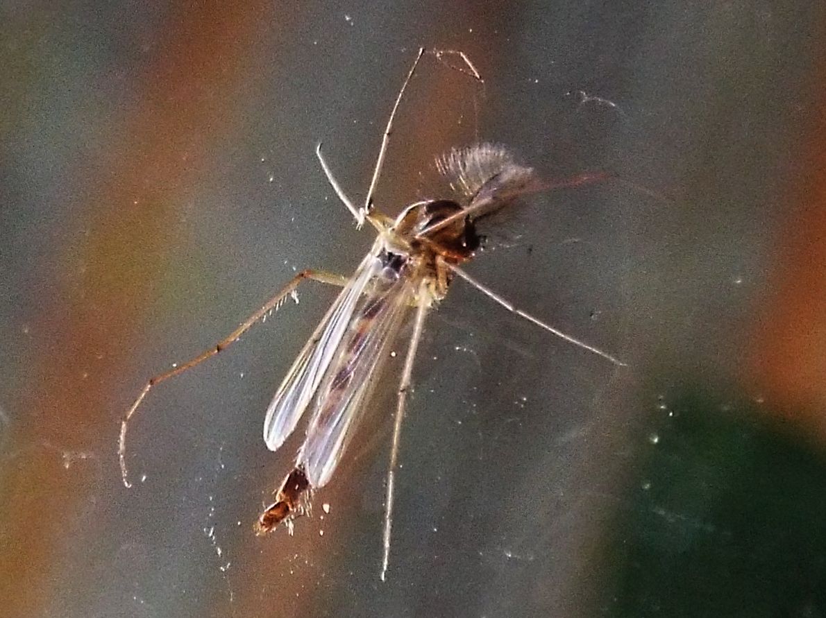 maschio di Chironomidae